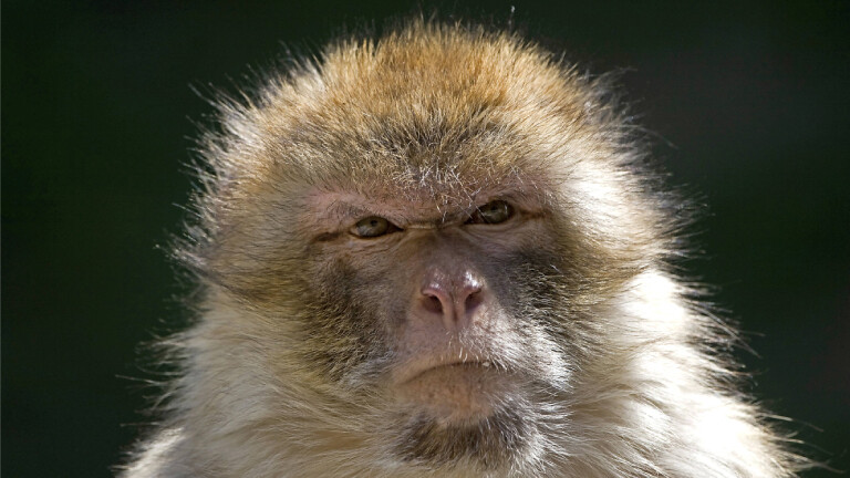 Ein gealterter Berberaffe (Macaca sylvanus)