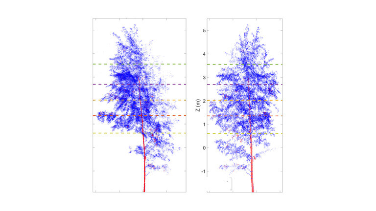Nachts lassen Bäume ihre Zweige hängen.