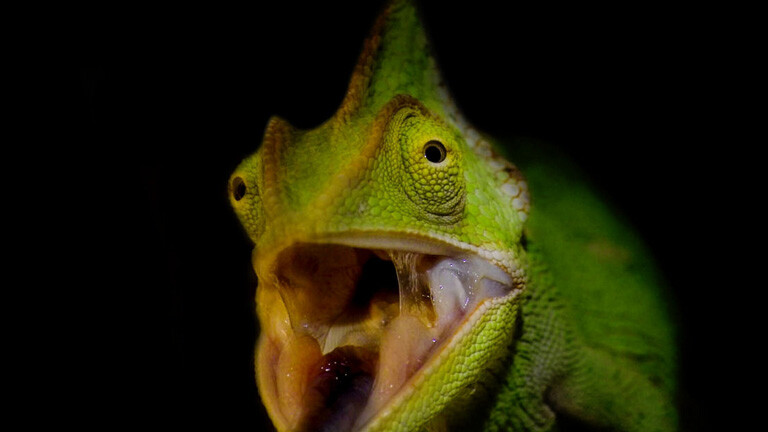 Ein Chamäleon mit aufgerissenem Maul