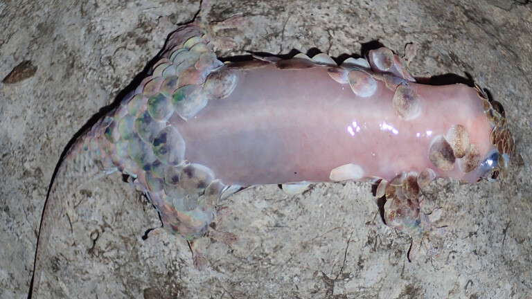 Ein Fischschuppengecko hat den Großteil seiner Schuppen abgeworfen.