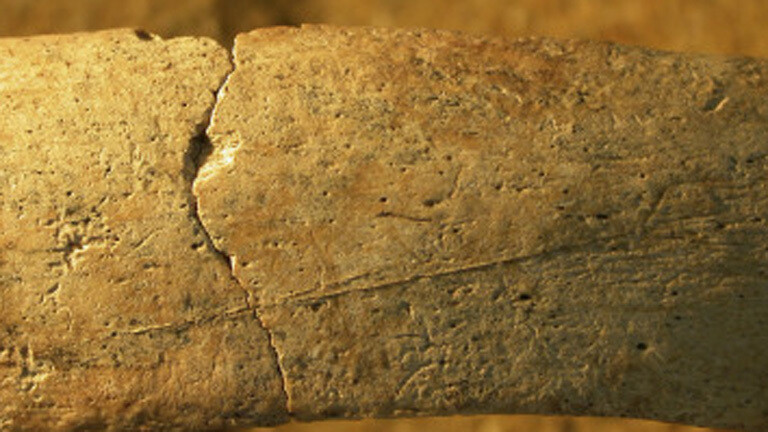 Knochen mit Schnittspuren