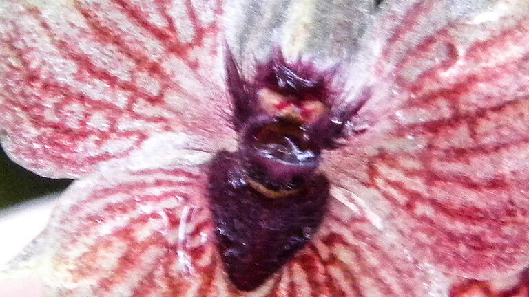 Die Orchidee Telipogon diabolicus