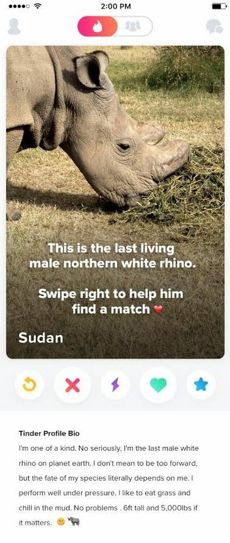 Anzeige von Nashorn bei Tinder