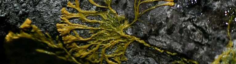 A picture taken on October 16, 2019 at the Parc Zoologique de Paris (Paris zoological gardens) shows a Physarum Polycephalum better known as a "Blob", an unicellular organism neither plant, mushroom nor animal and capable of learning despite its lack of neuron.