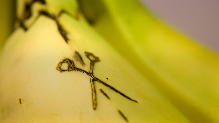 Tropical Race 4: Der Pilz TR4 vernichtet Cavendish-Bananen  Dlf Nova