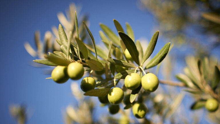 Klimawandel: Experte rt deutschen Landwirten, Oliven anzupflanzen  Dlf  Nova