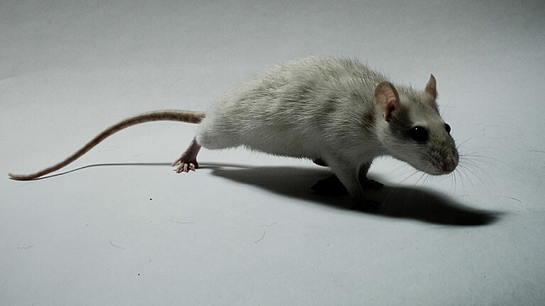 Virale Netzvideos Wer ist Zardolu? · Dlf Nova