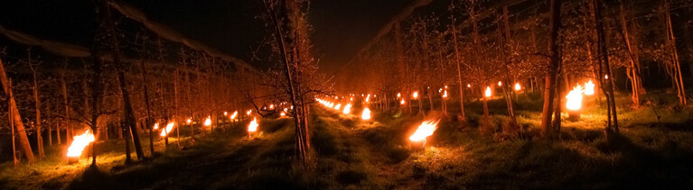 Der Obstbauer Gerd Schindler hat auf seiner Obstplantage zwischen Bäumen brennende Frostkerzen aufgestellt; es ist dunkel (Anfang April 2022)