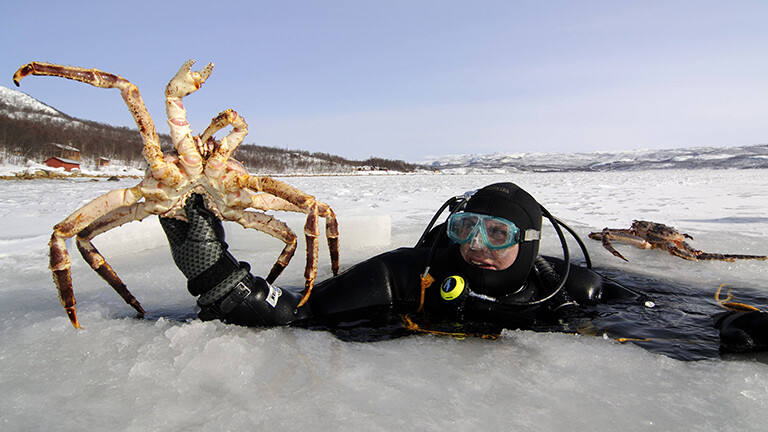 Ein Taucher hält eine Königskrabbe in der Hand, er schaut aus einem Loch in einem zugefrorenen See heraus in einem Fjord in Kirkenes, Norwegen (März 2008)