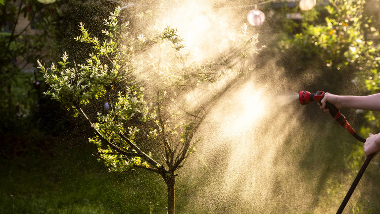 80 Liter pro Baum sollten es sein