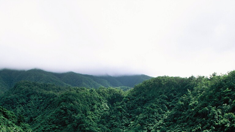 Regenwald auf den Fidschi-Inseln