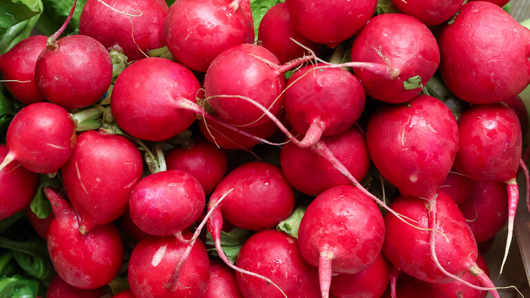 Nahaufnahme eines Bunds frischer Radieschen