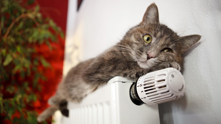 Katze liegt auf einer Heizung