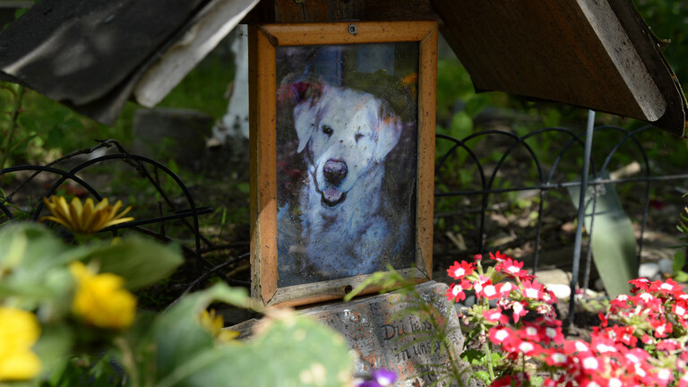 Ein Foto von einem Hund auf dem Tierfriedhof