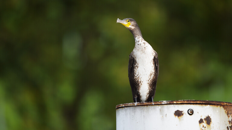 Ein Kormoran sitzt auf einem rostigen Pfeiler.