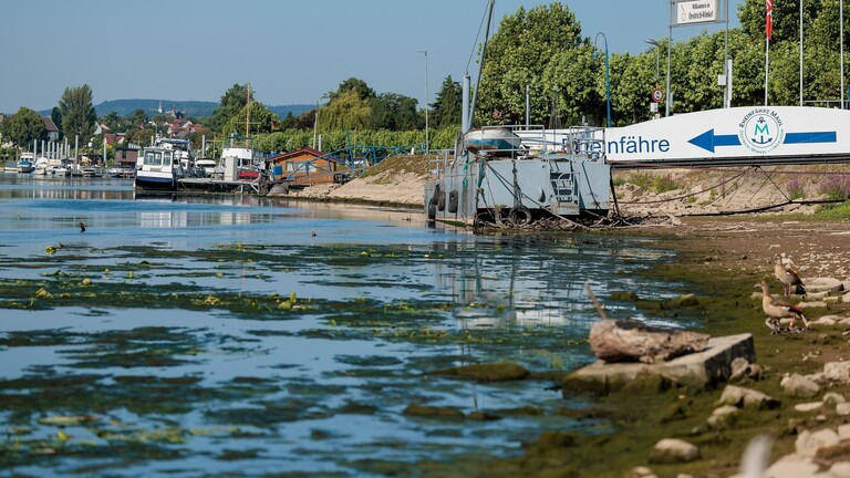 Niedriger Wasserestand bei der Fähranleger bei Oestrich-Winkel am Rhein.