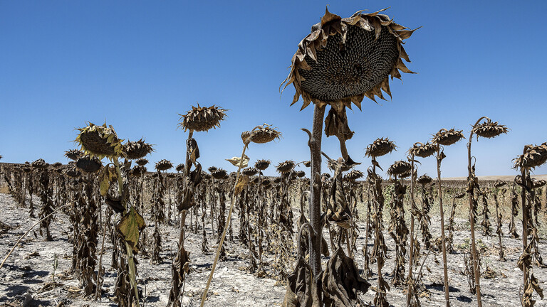 Vertrocknete Sonnenblumen