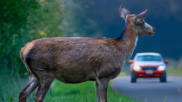 Symbolbild Gefahr durch Wildwechsel: Ein Reh steht an einer Landstraße mit herannahendem PKW