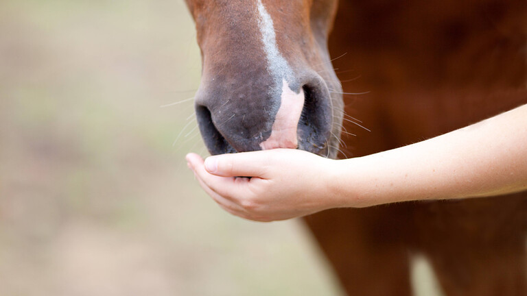 Ein Pferd riecht an einer Hand