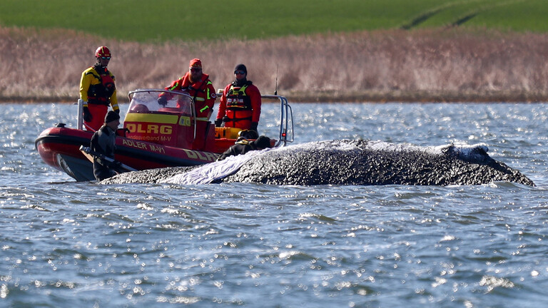 DLRG-Boot am gestrandeten Wal in der Ostsee