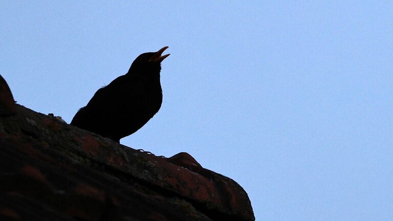 Die Silhouette einer singenden Amsel (Turdus merula) auf einem Dach.