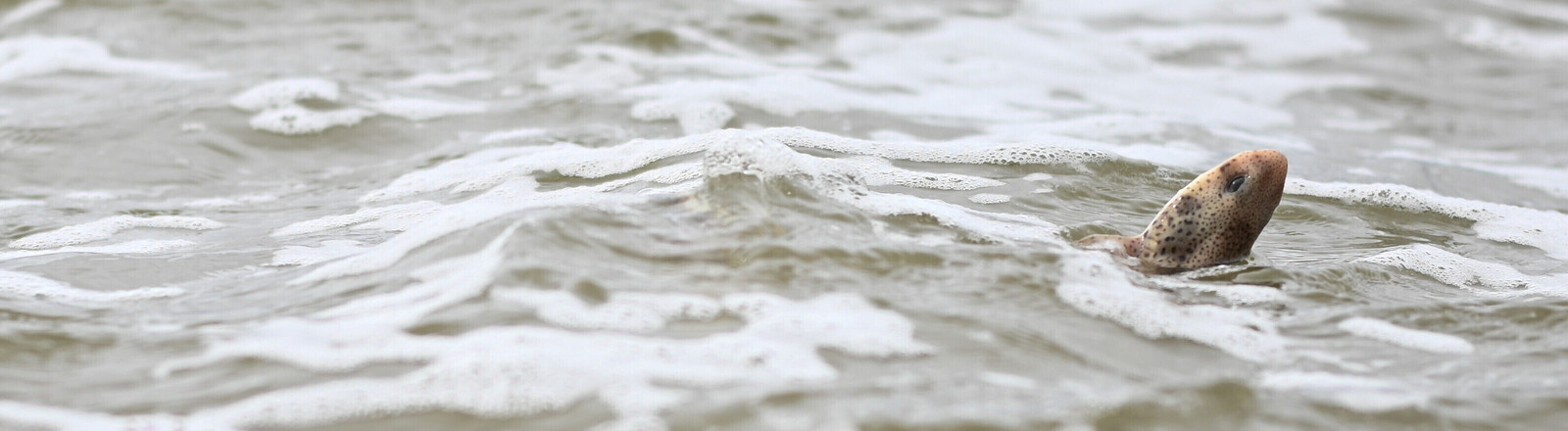 Katzenhaie vor Borkum ausgewildert