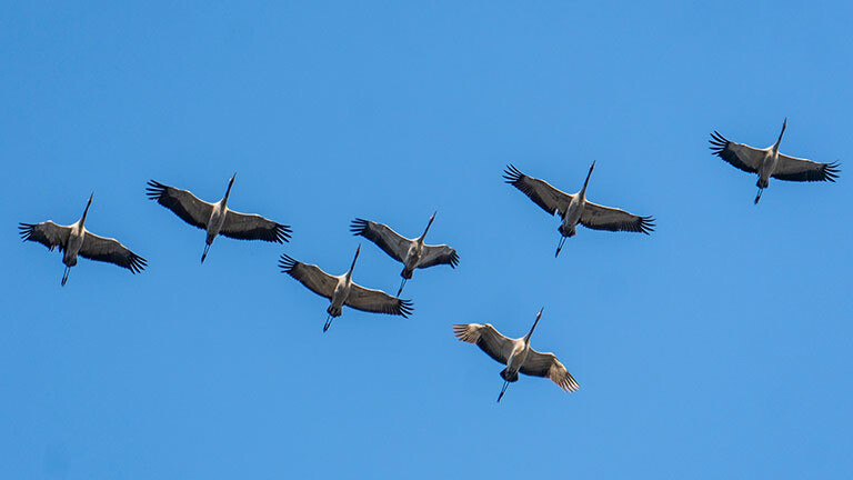 Fliegende Kraniche.