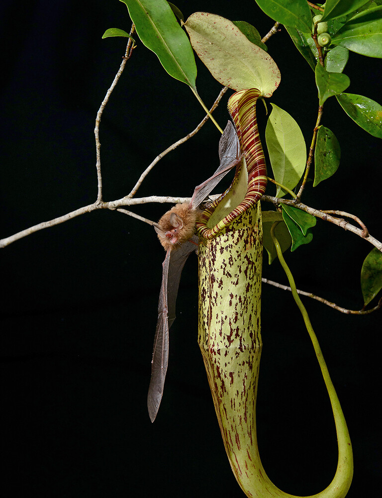 Die beiden Partner: Fledermaus und Kannenpflanze