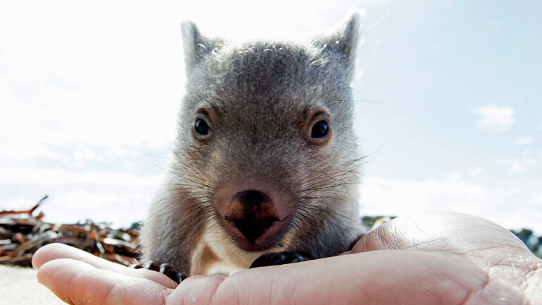 Wombar Derek am Strand