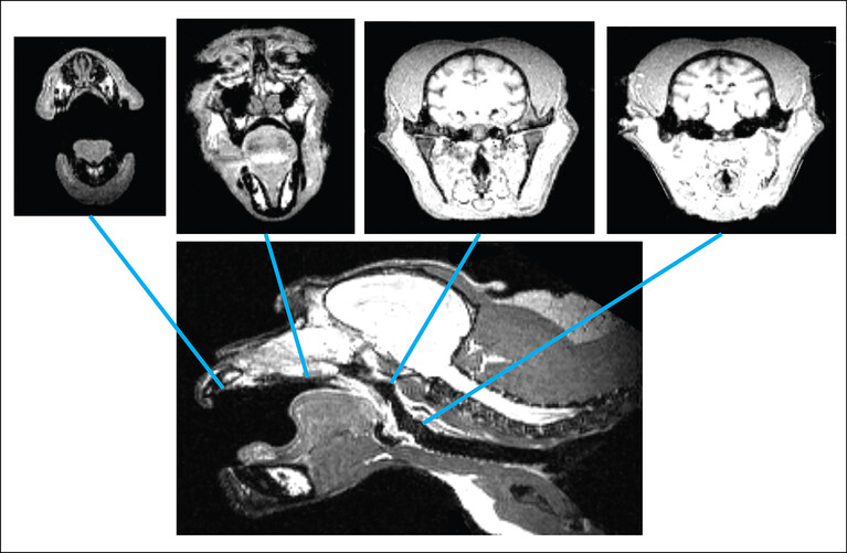 Röntgenaufnahmen von Makaken, im Fokus die potenziellen Sprech-Resonanzräume in Kopf und Hals