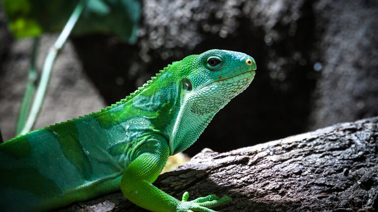 Paarung Bei Hitze sind Leguane nicht mehr wählerisch · Dlf Nova