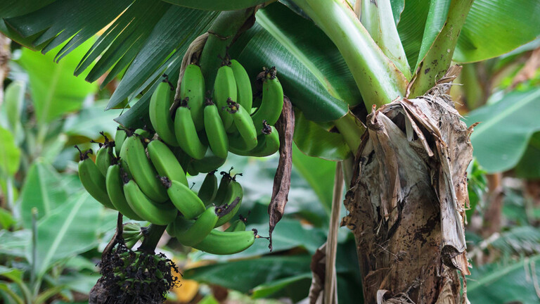 Island: Bananen aus der Eisesklte  Dlf Nova