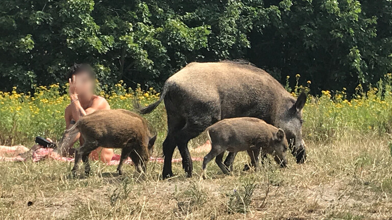 Wildschweine-in-der-Stadt-Die-wilden-Stadt-Schweine-lieben-Berlin