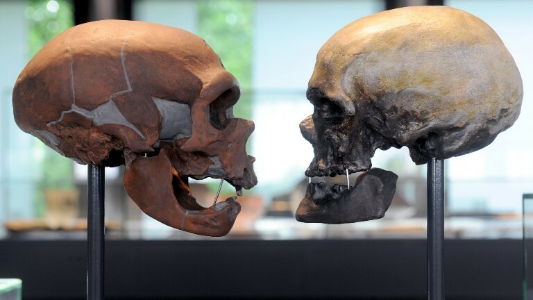 Vergleich zwischen einem Neandertaler-Schädel und einem modernen Menschenschädel