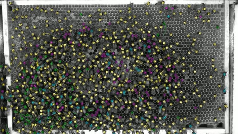 Bienentracken auf der Wabe