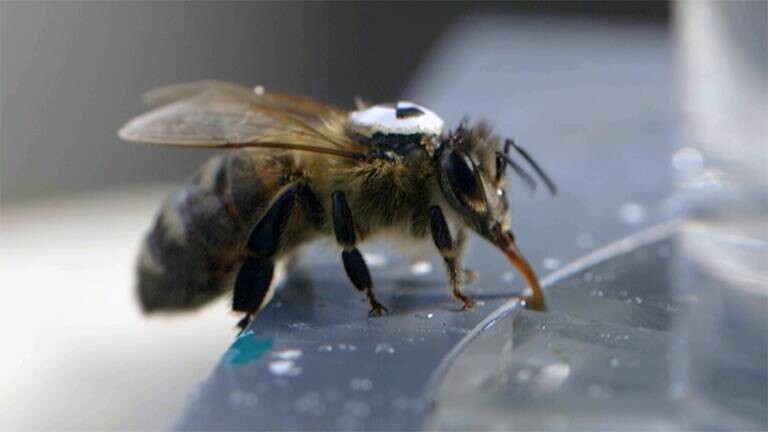 Einzelne Biene mit QR-Code