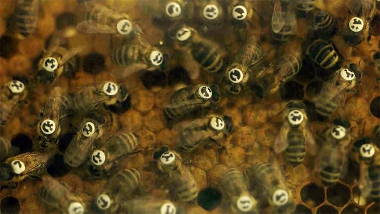 Bienen mit QR-Codes