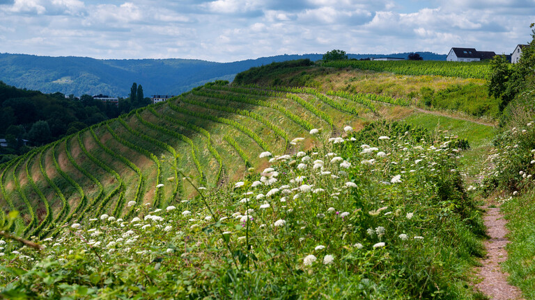 Weinberg an der Mosel