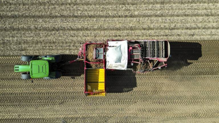 Rekordernte-Was-tun-mit-zu-vielen-Kartoffeln-