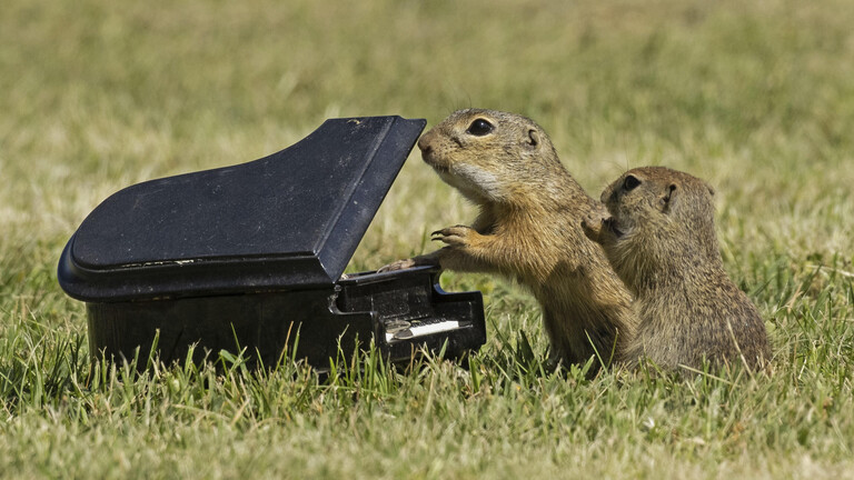 Fl-te-Geige-Klavier-Wer-ein-Musikinstrument-spielt-ist-nicht-unbedingt-intelligenter