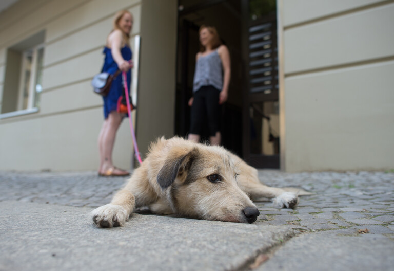 Dogsharing-Wenn-ein-Hund-zwei-Zuhause-hat