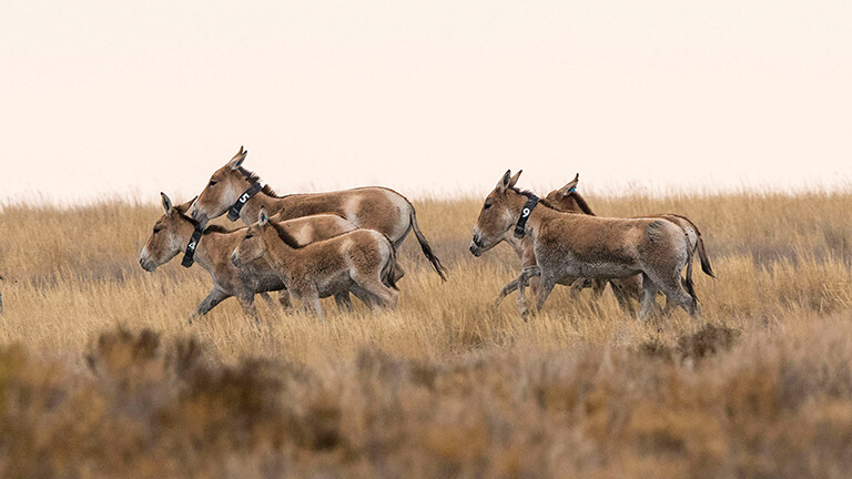 Kasachstan-Wildesel-die-Retter-der-Steppe