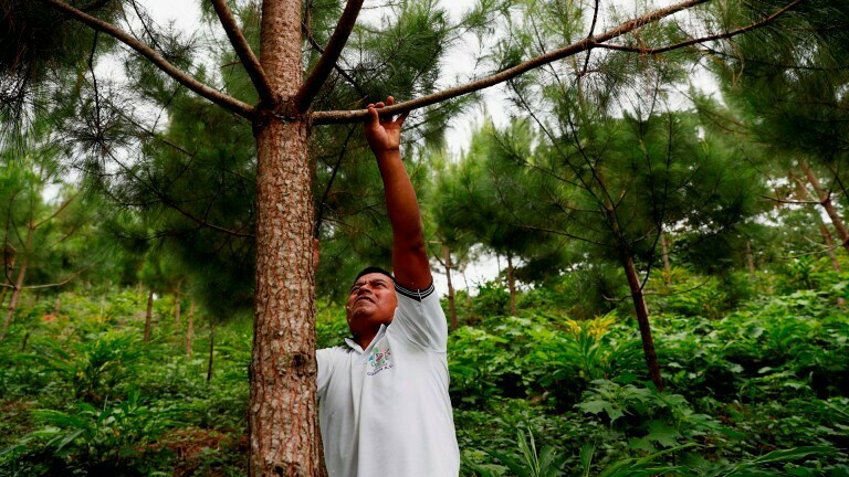 Agroforst: Wälder retten, Boden stärken – der Weg zu mehr Ertrag