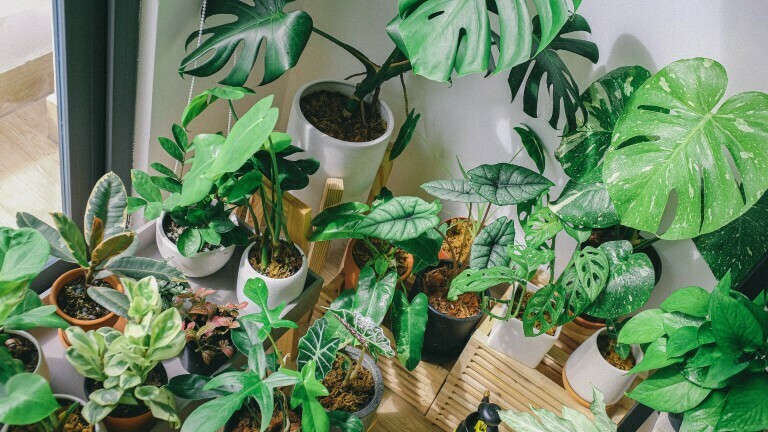 Umstrittener Pflanzentrend: Exotische Zimmerpflanzen boomen  Dlf Nova