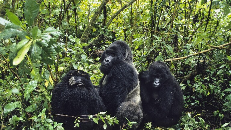 Drei Berggorillas von hinten im Virunga Nationalpark in Zaire. Der Gorilla in der Mitte dreht sich um.