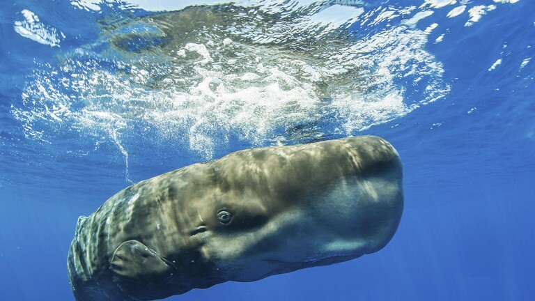 Pottwal schwimmt nahe unter der Wasseroberfläche