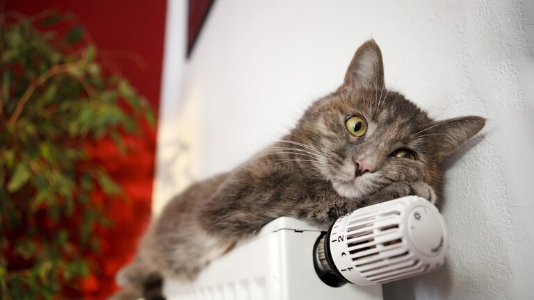 Katze liegt auf Heizkörper