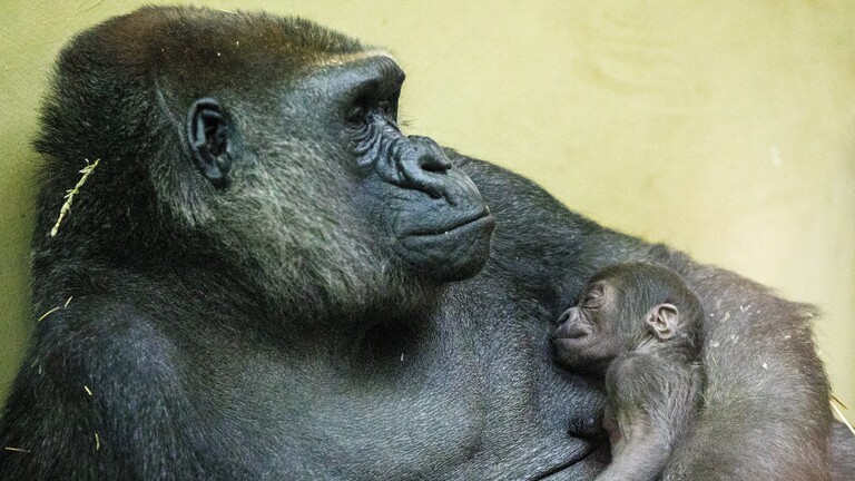 Eine Gorilla-Mama hält ihr frischgeborenes Baby im Arm an der Brust. Das Foto stammt aus dem Zoo in Amsterdam.