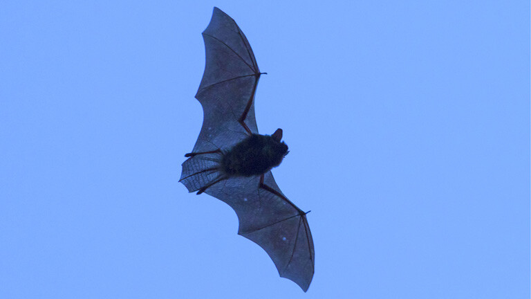 Eine Fledermaus im Flug, von unten gesehen
