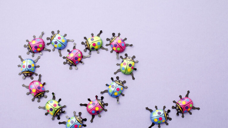 Schokoladenkäfer, Glückskäfer, Herz